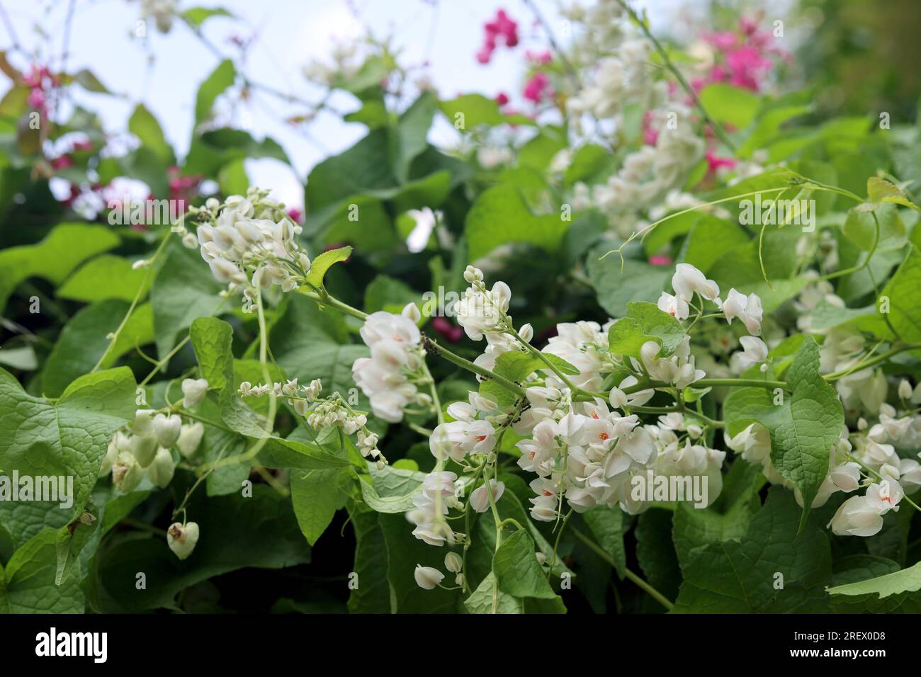 Close up and selective focus of Antigonon leptopus, white and tiny flowers, nature wallpaper Stock Photo