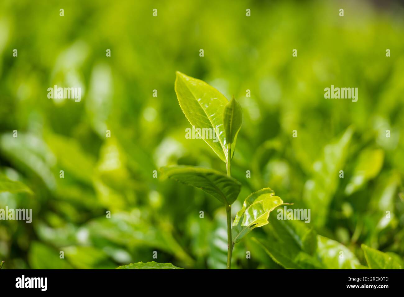 James Finlay Kericho County Great Rift Valley Kenya By Antony Trivet