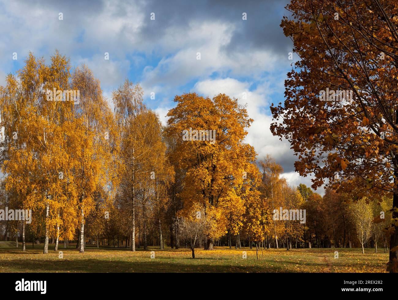 autumn nature with multi colored trees that change the color of the foliage with seasonal changes Stock Photo