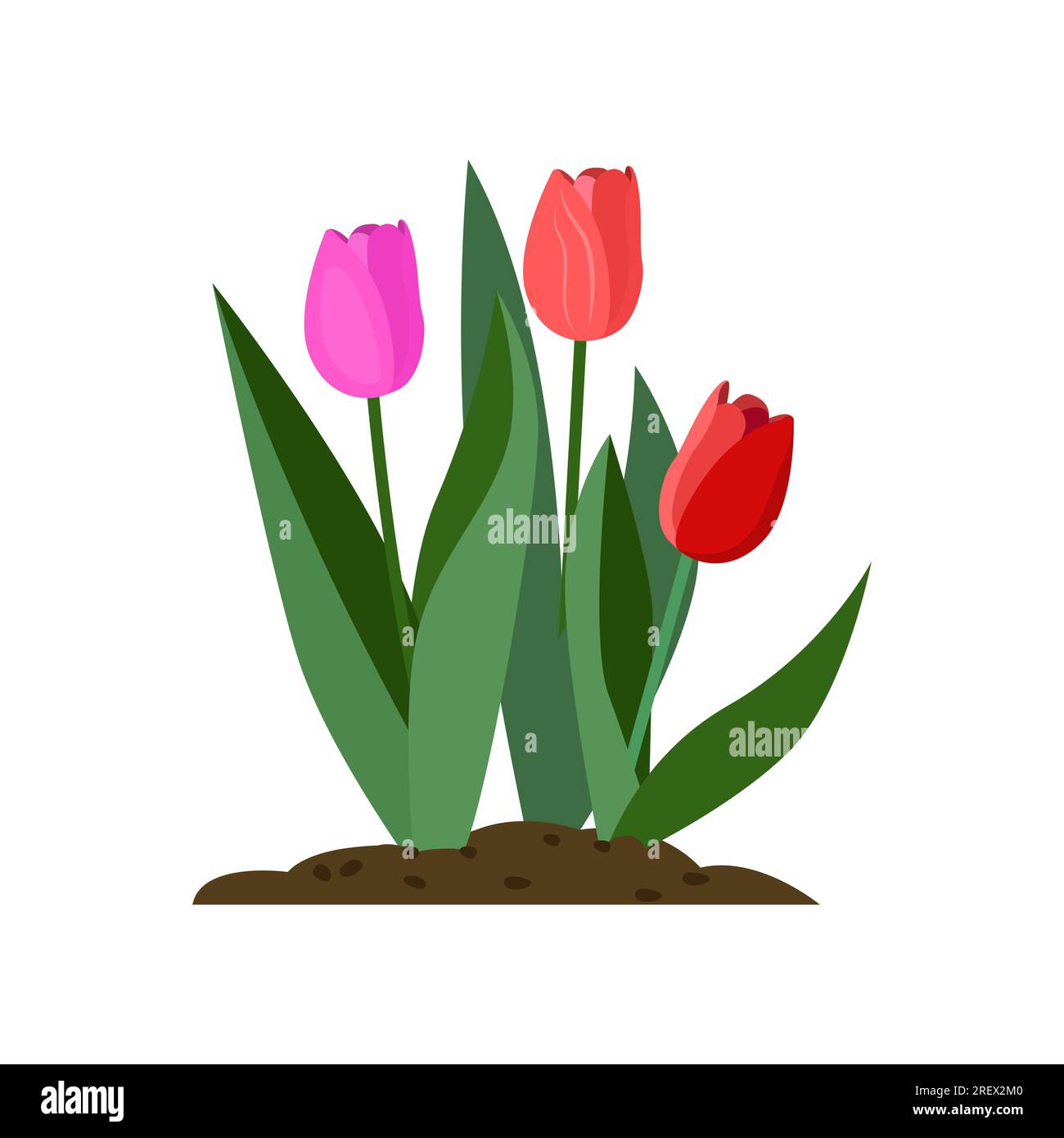 Tulips cartoon illustration Stock Vector Image & Art Alamy