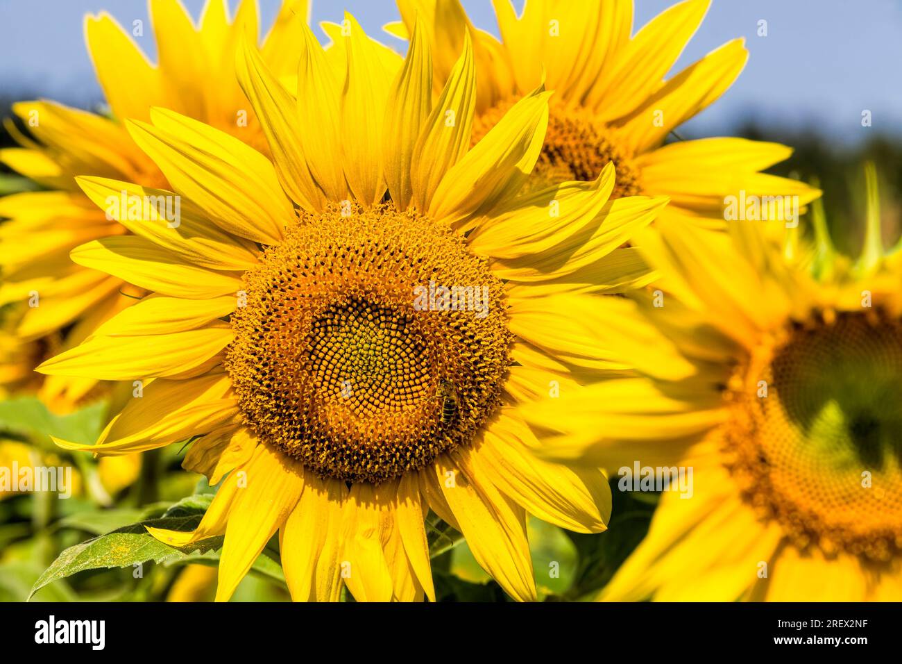 an agricultural field where annual sunflowers are grown industrially