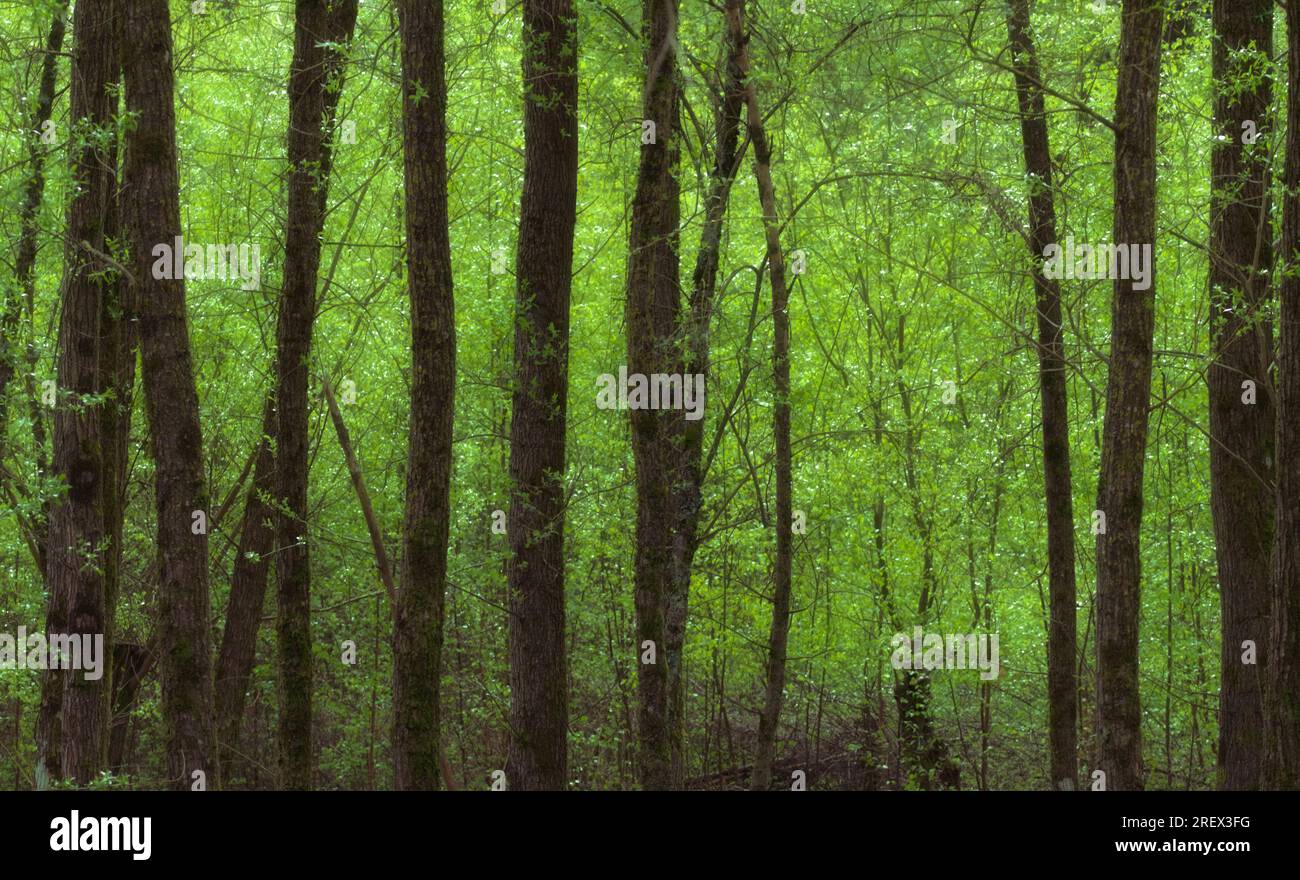 Copse Of Young Trees With New Growth Of Leaves Highlighted By The Sun, New Forest UK Stock Photo