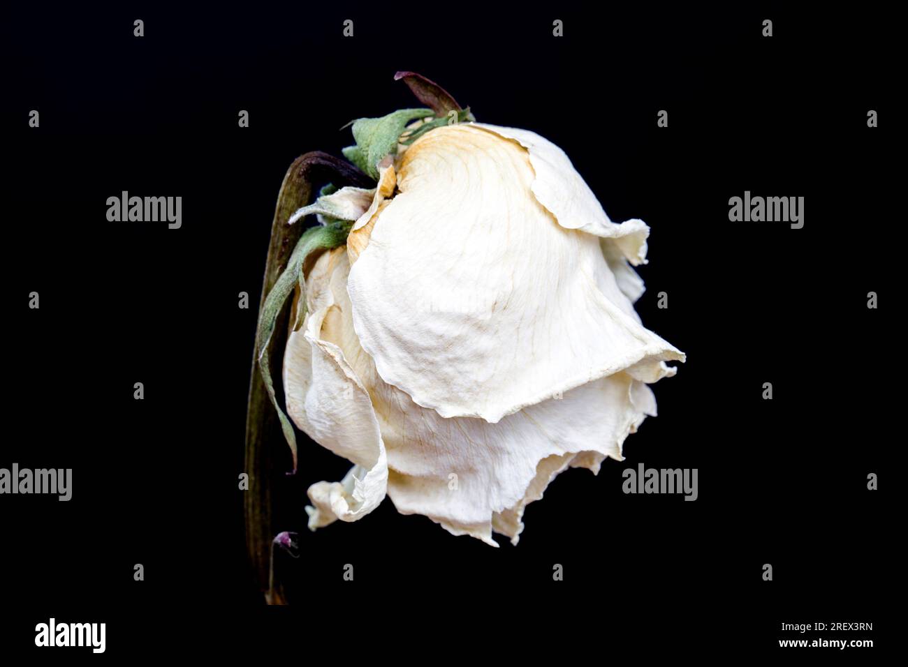 dry white rose on a black background, the rose flower is dried and ...
