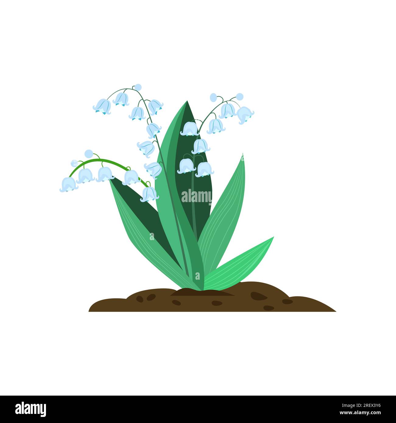 Lily of valley cartoon illustration Stock Vector Image & Art Alamy