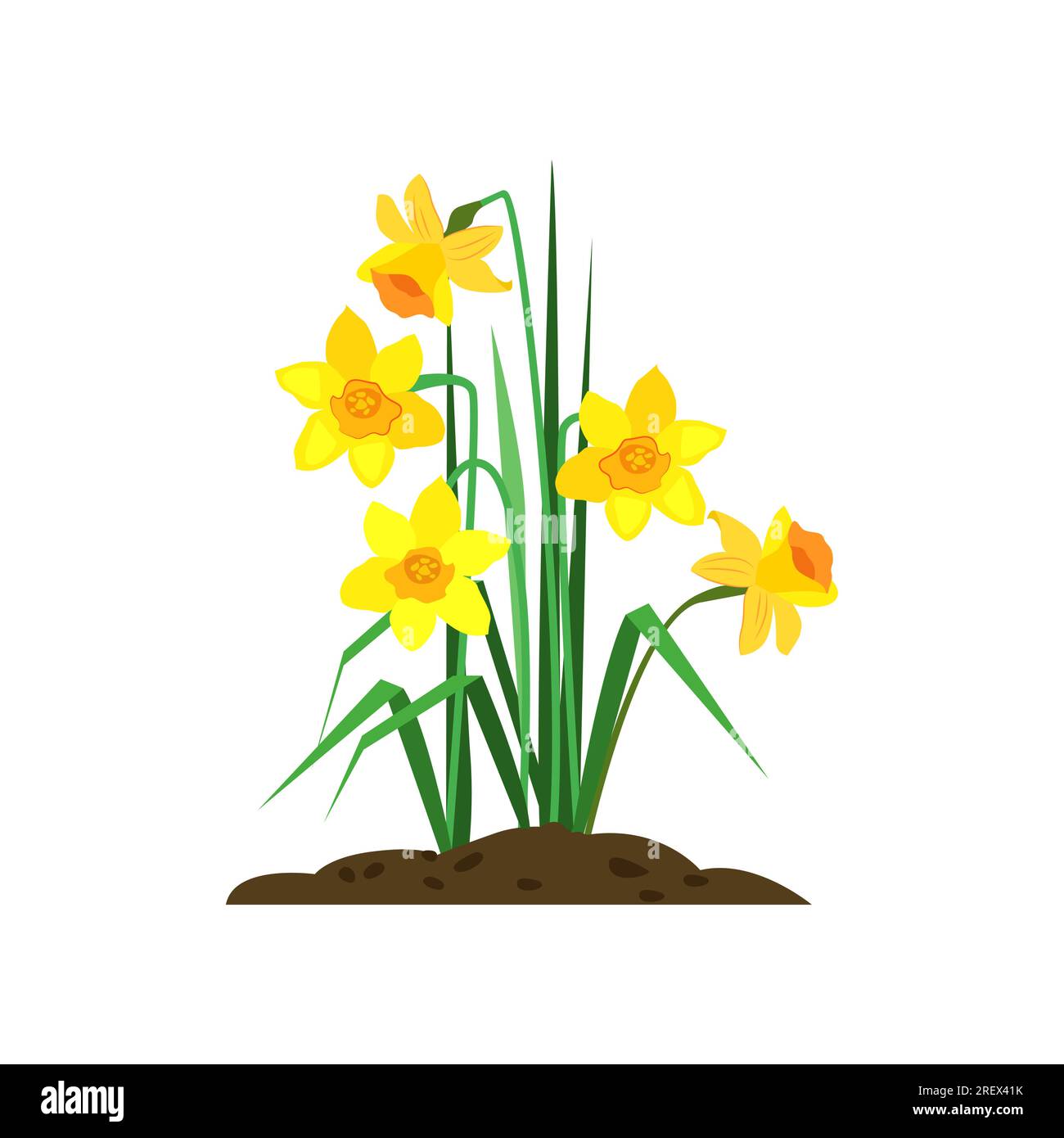 Daffodils cartoon illustration Stock Vector Image & Art Alamy