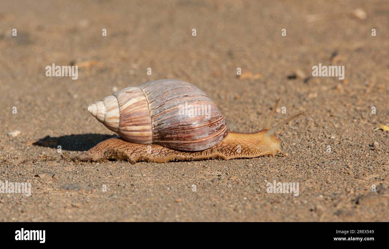Snail crossing g a gravel road Stock Photo