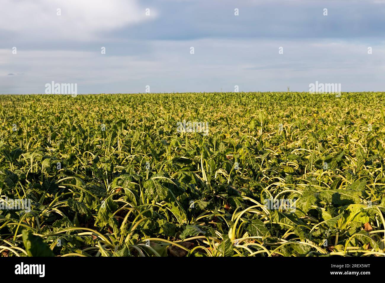 Flaccid leaf hires stock photography and images Alamy