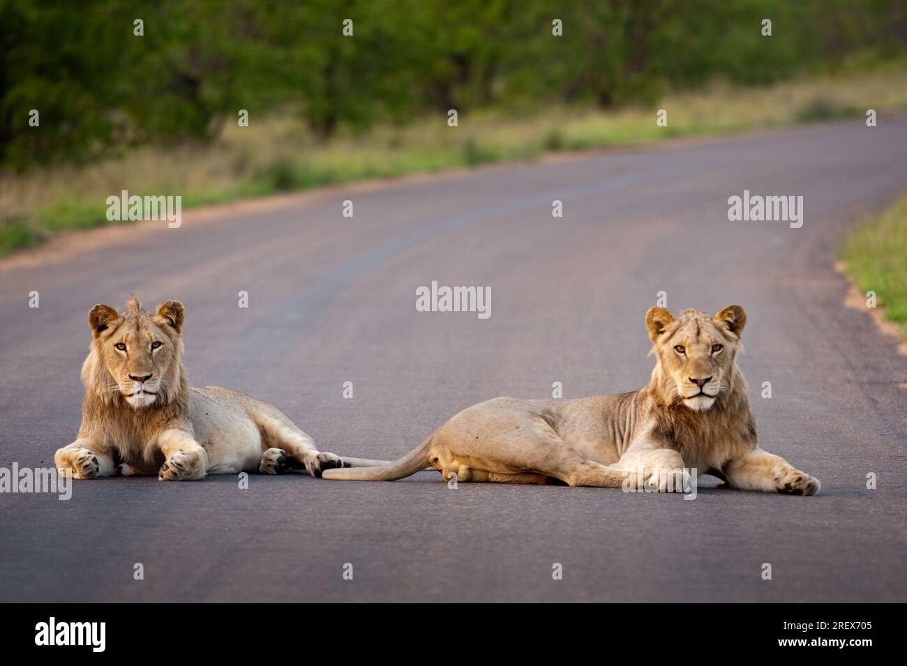 Two young male lions lying in the middle of the road Stock Photo