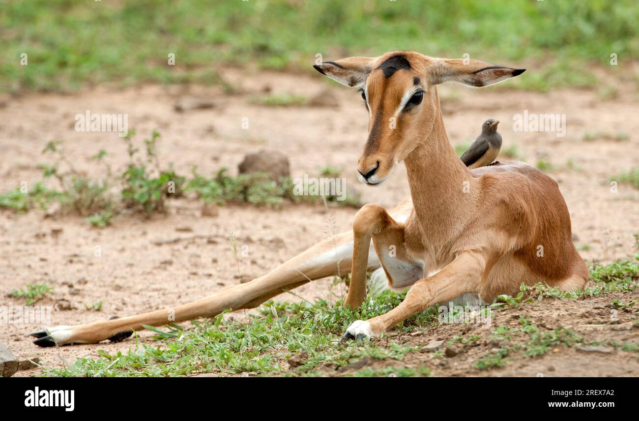 Young impala sitting with its longs back leg sticking out Stock Photo