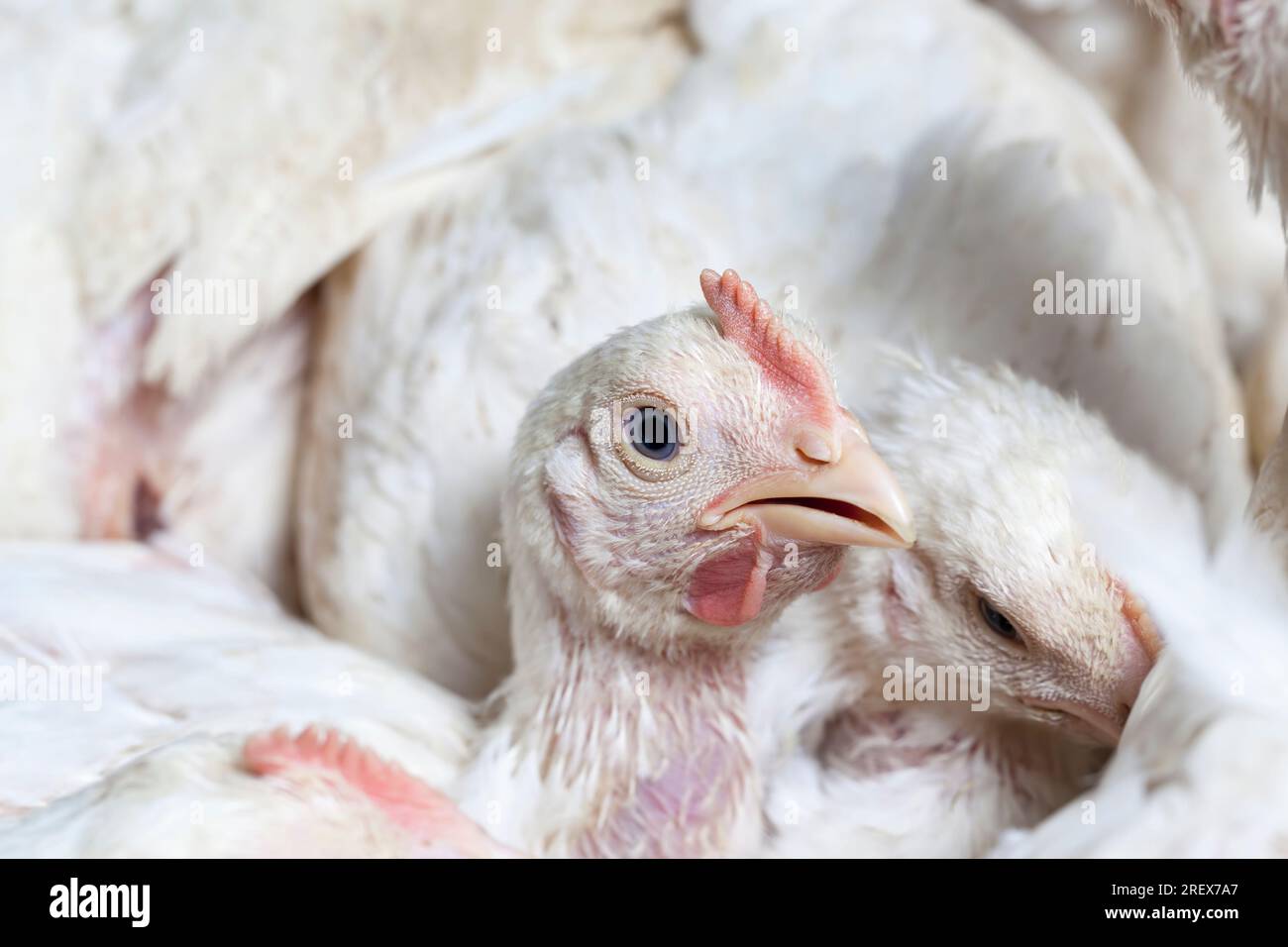 white broiler chicken chicks are raised to generate financial