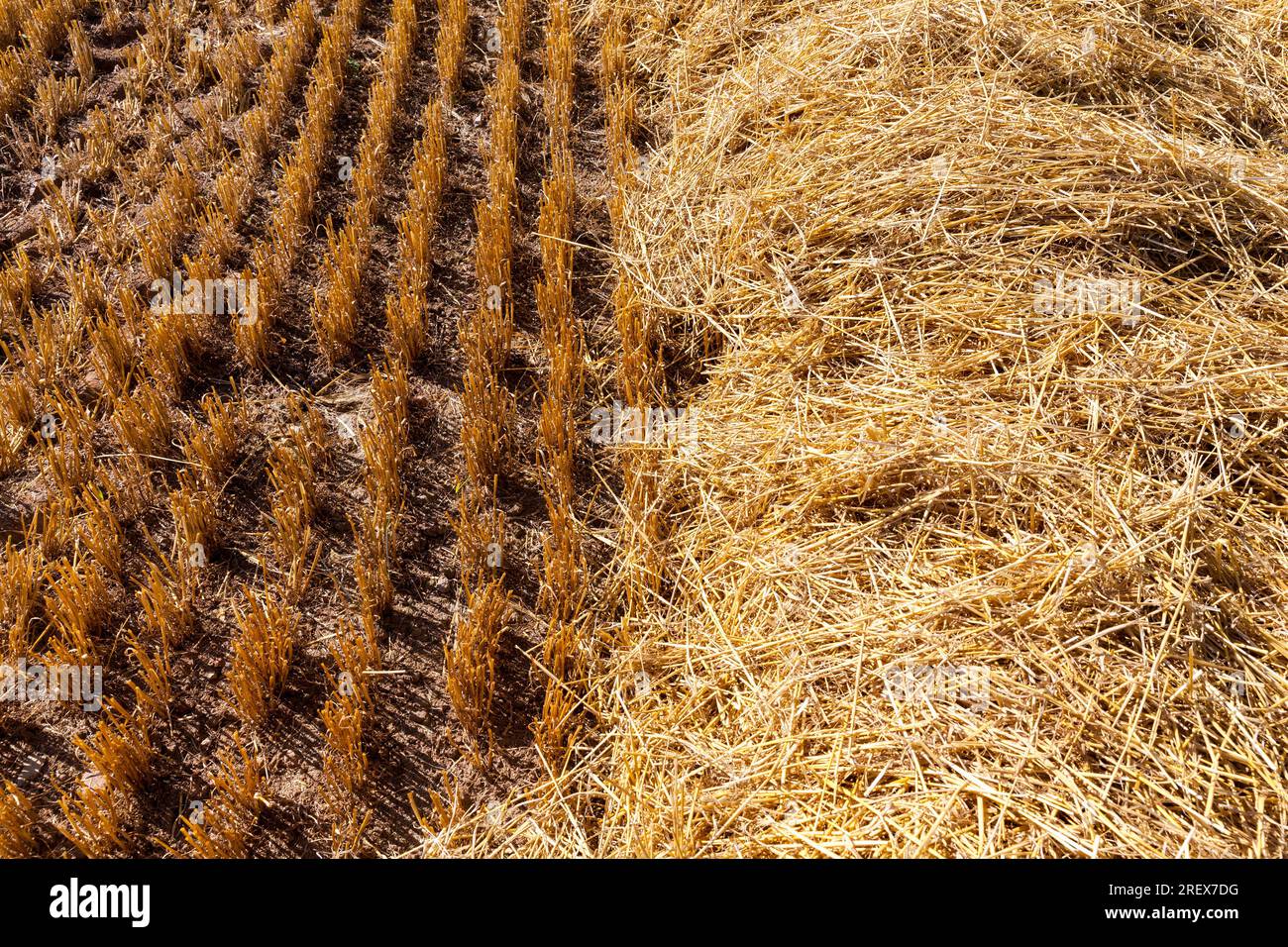 straw on agricultural land after harvesting and receiving a large