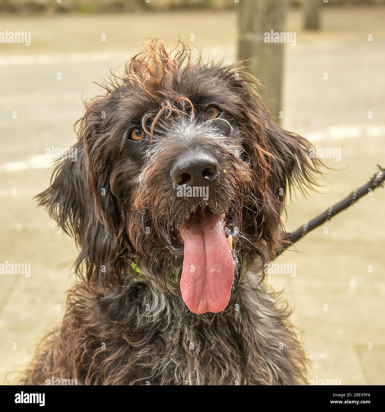 German wire haired pointer Stock Photo