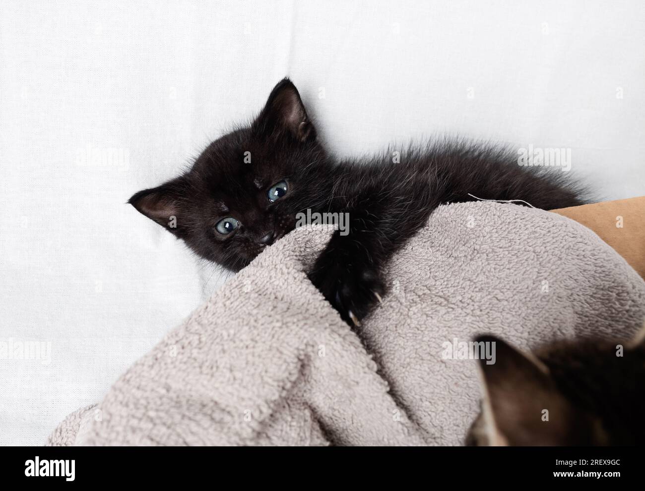 Funny naughty black kitten is playing. Selective focus. Stock Photo