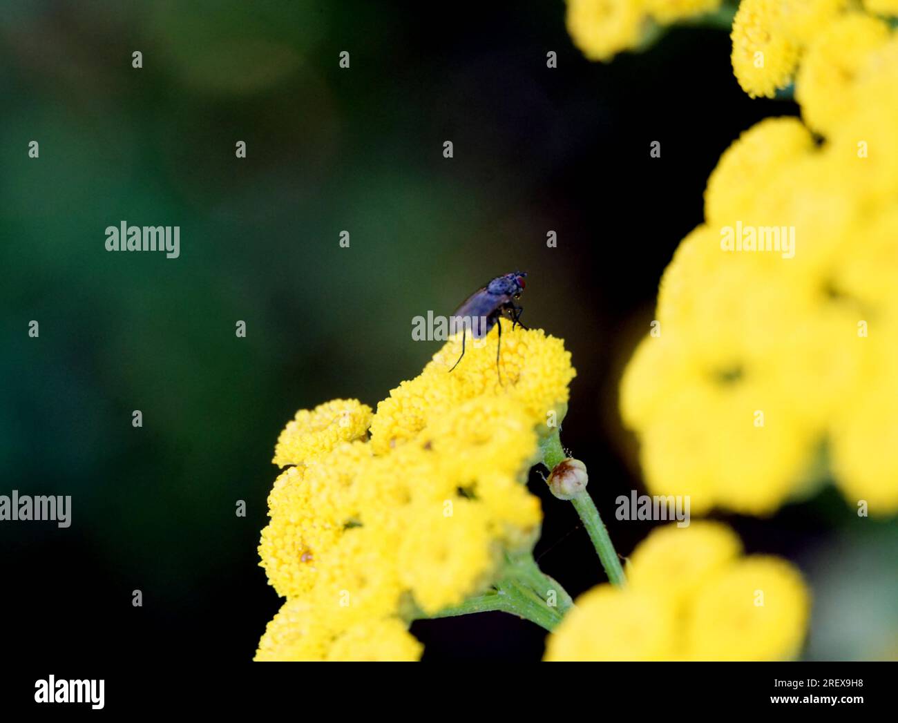 insect on a top of Helichrysum flowers close up. Stock Photo