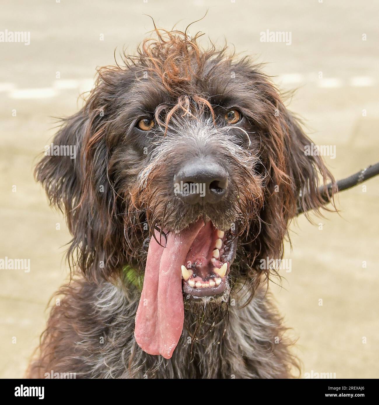 German wire haired pointer Stock Photo
