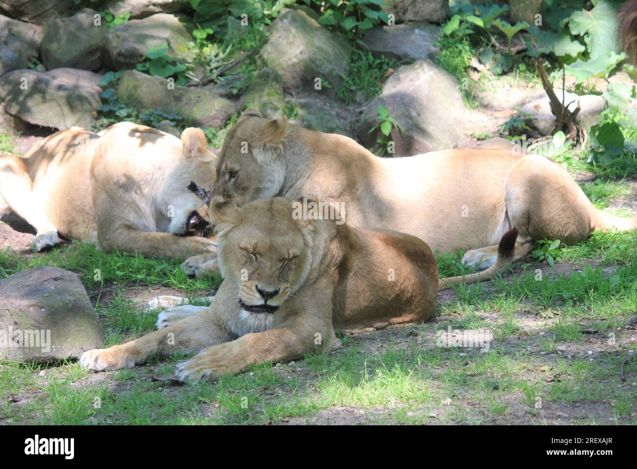Lions grooming male hi-res stock photography and images - Alamy
