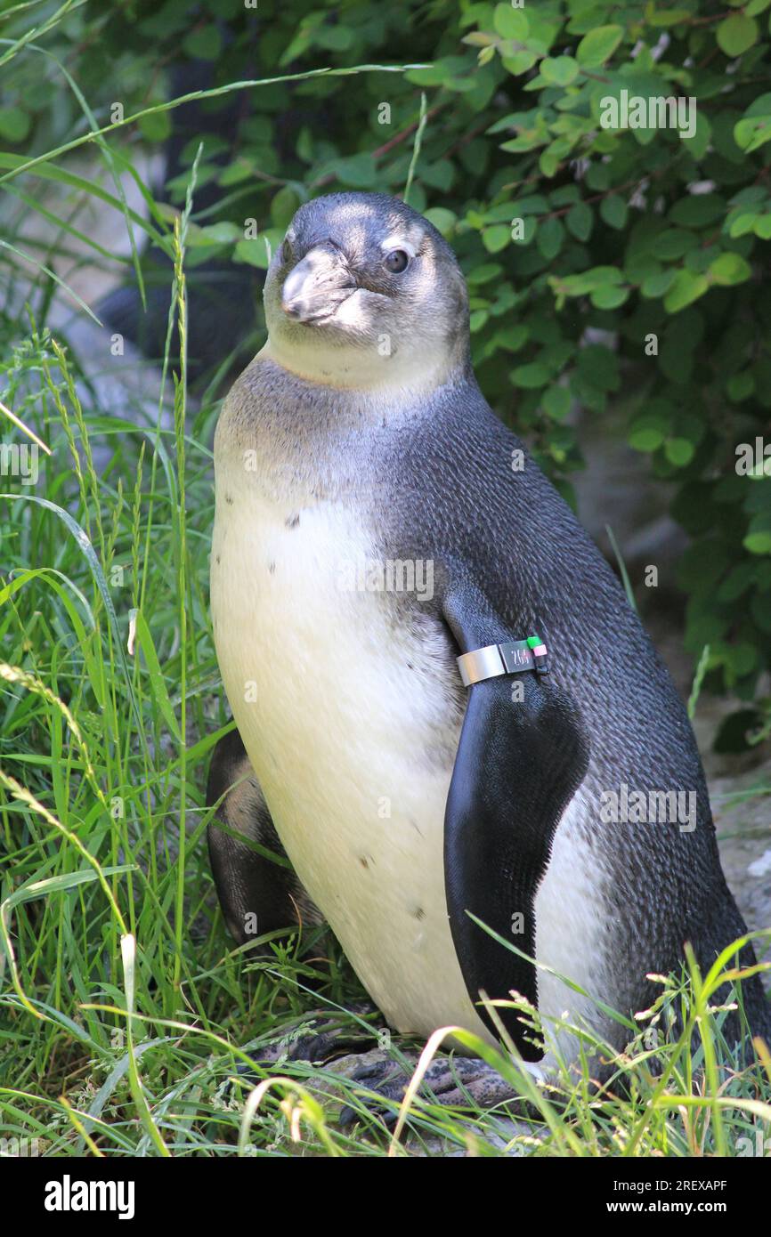 African Penguin Stock Photo