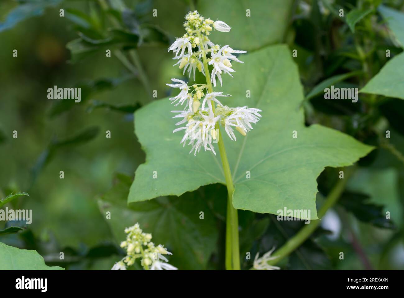 Echinocystis lobata, wild cucumber summer flowers closeup selective focus Stock Photo