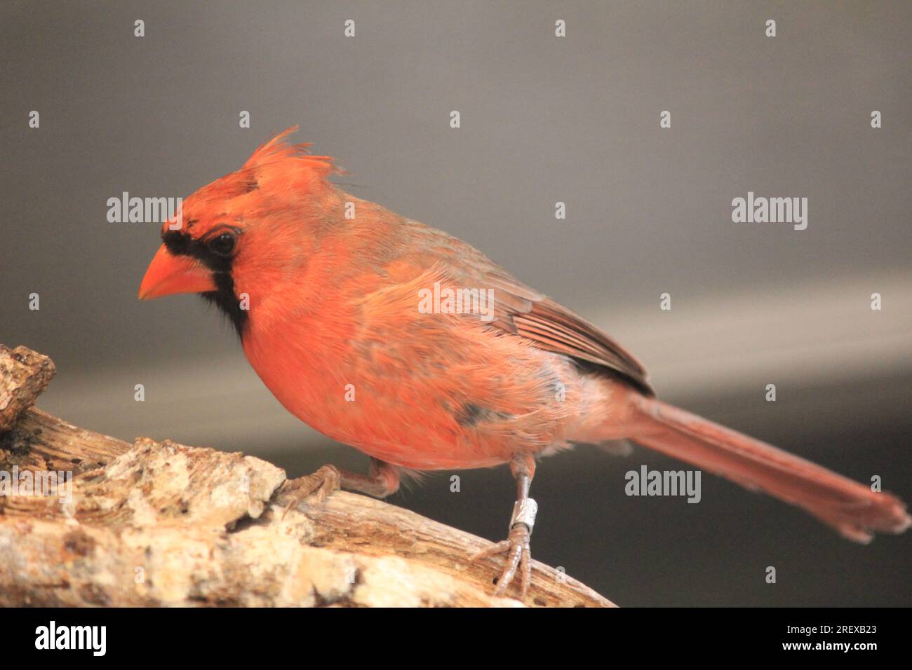 cardinal Stock Photo