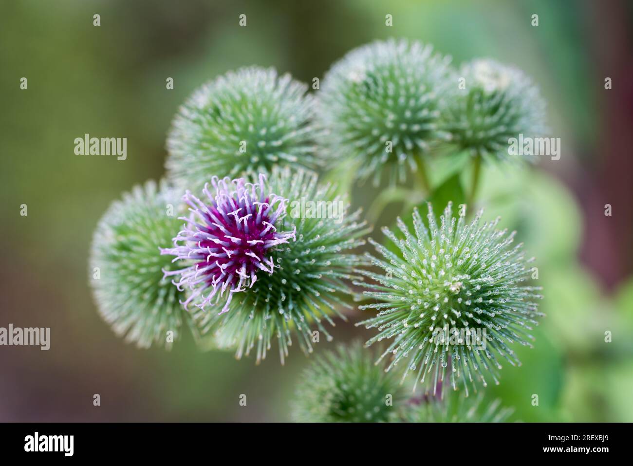 Arctium lappa, greater burdock summer flowers closeup selective focus Stock Photo