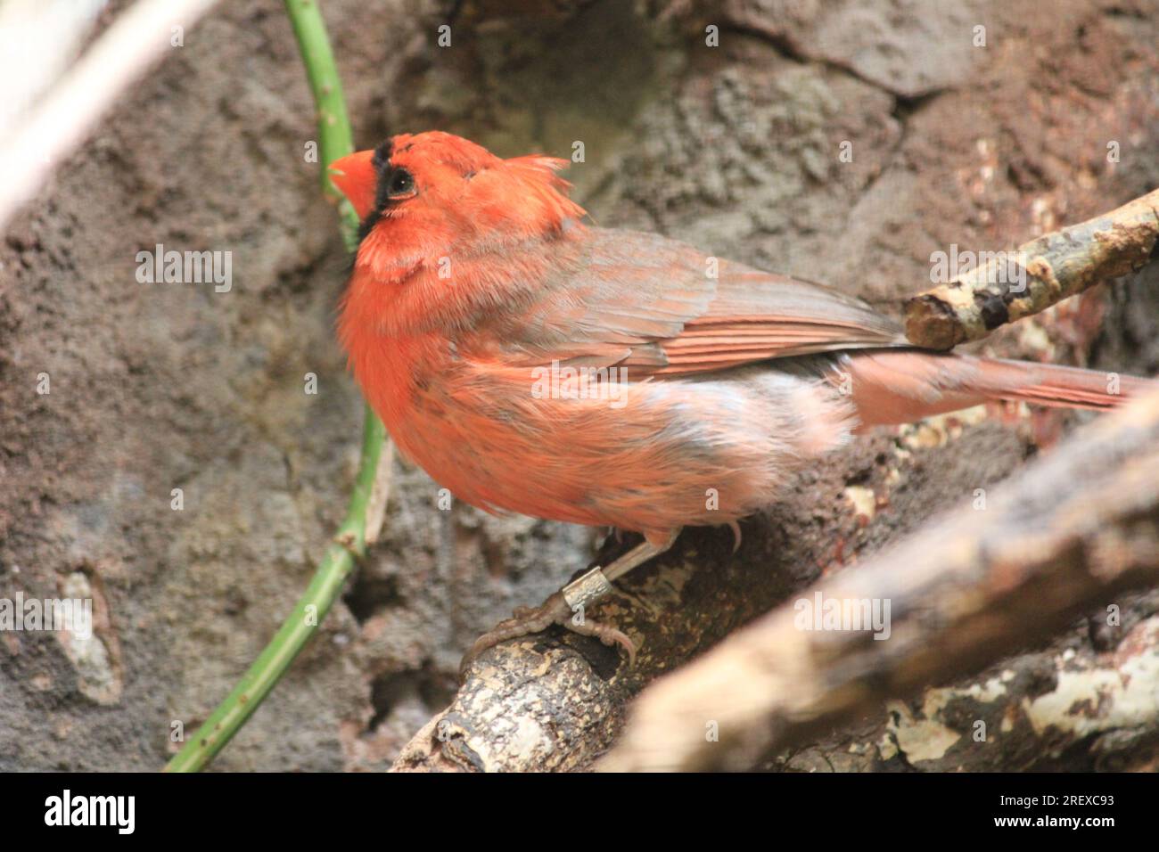 cardinal Stock Photo