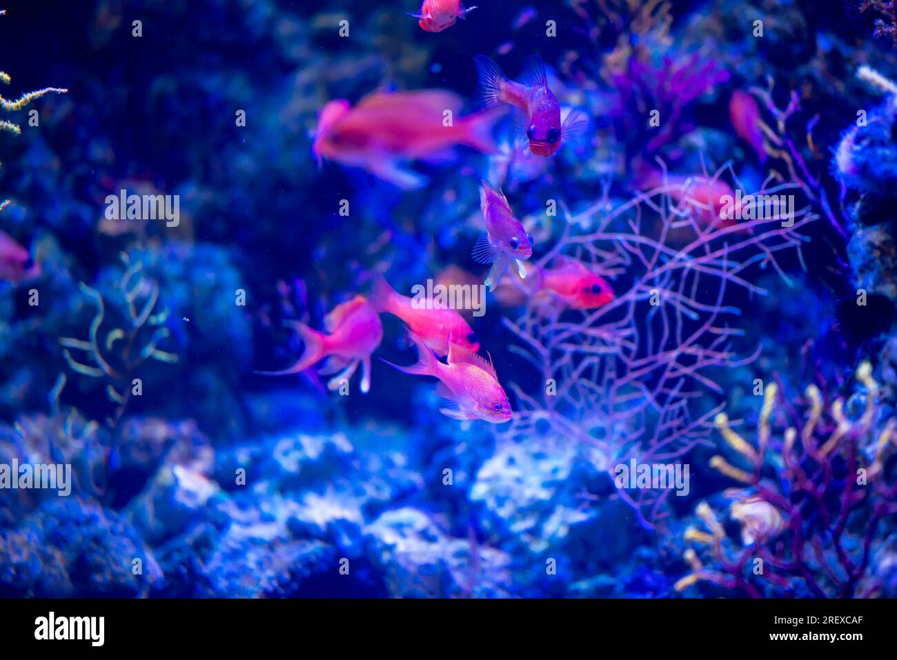 Amazing underwater world with reefs and a flock of blackbar soldierfish (Myripristis jacobus). The concept of exotic fish in need of protection from Stock Photo