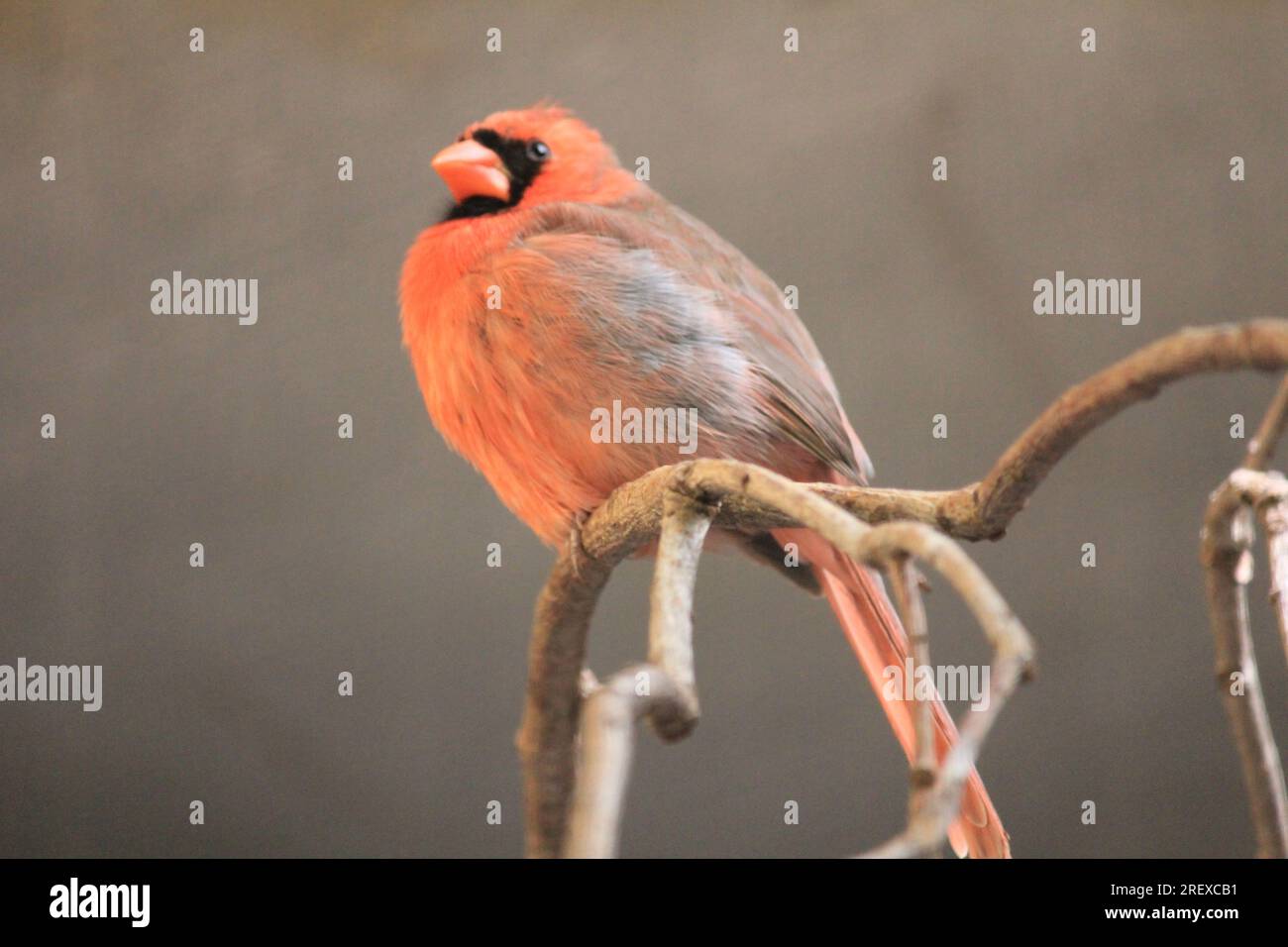 cardinal Stock Photo