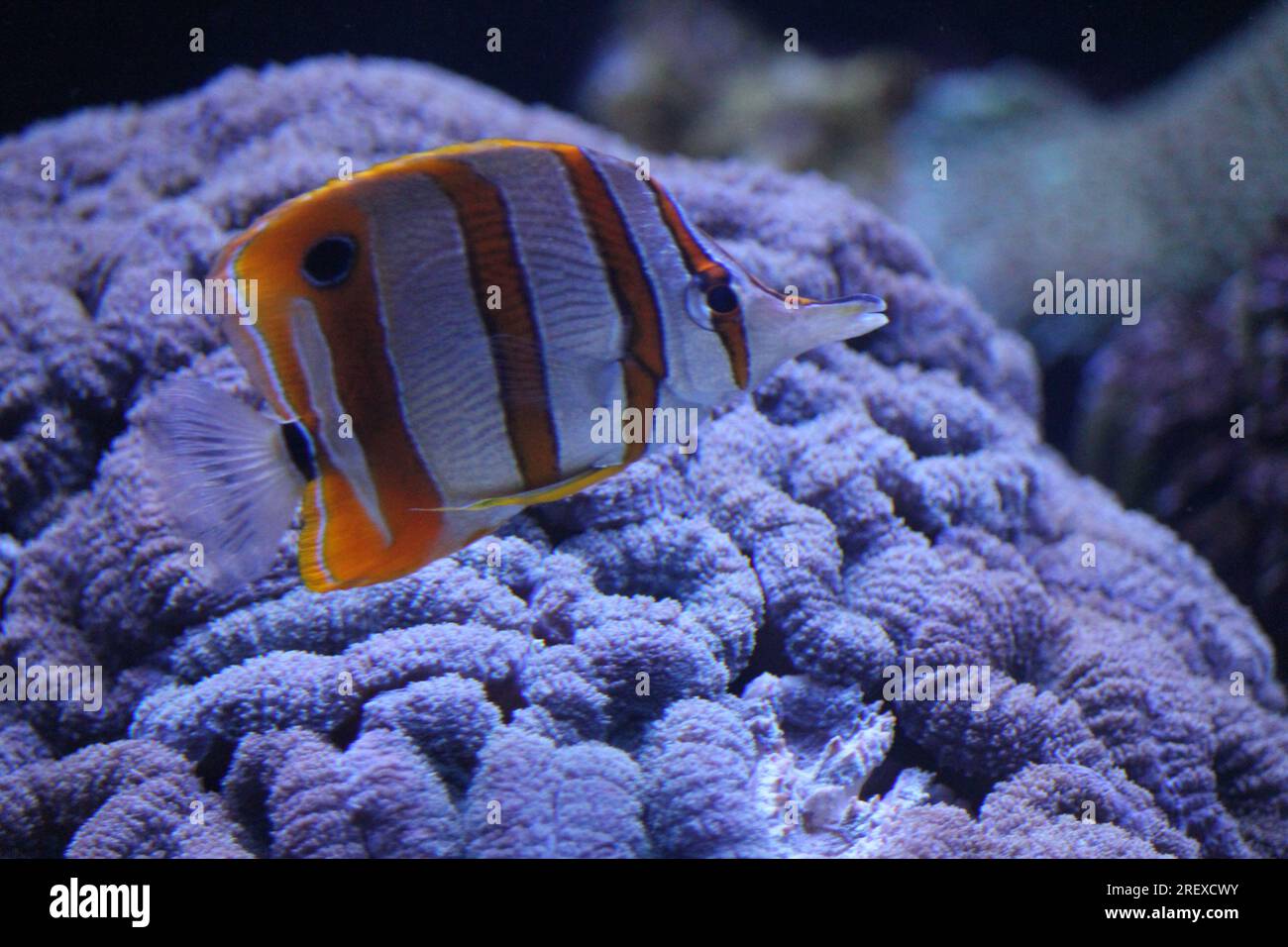 Copperband butterflyfish Stock Photo