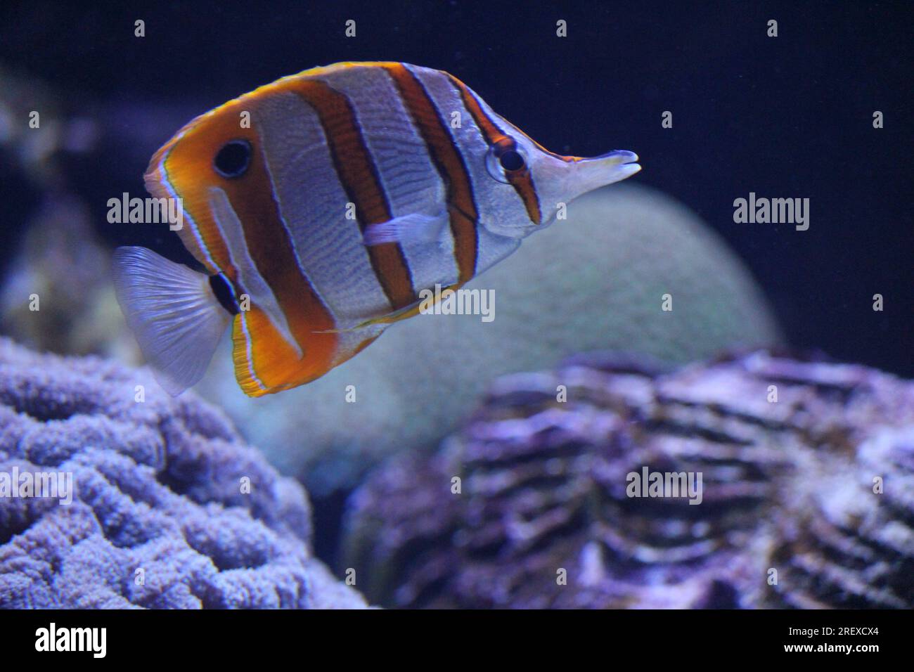 Copperband butterflyfish Stock Photo