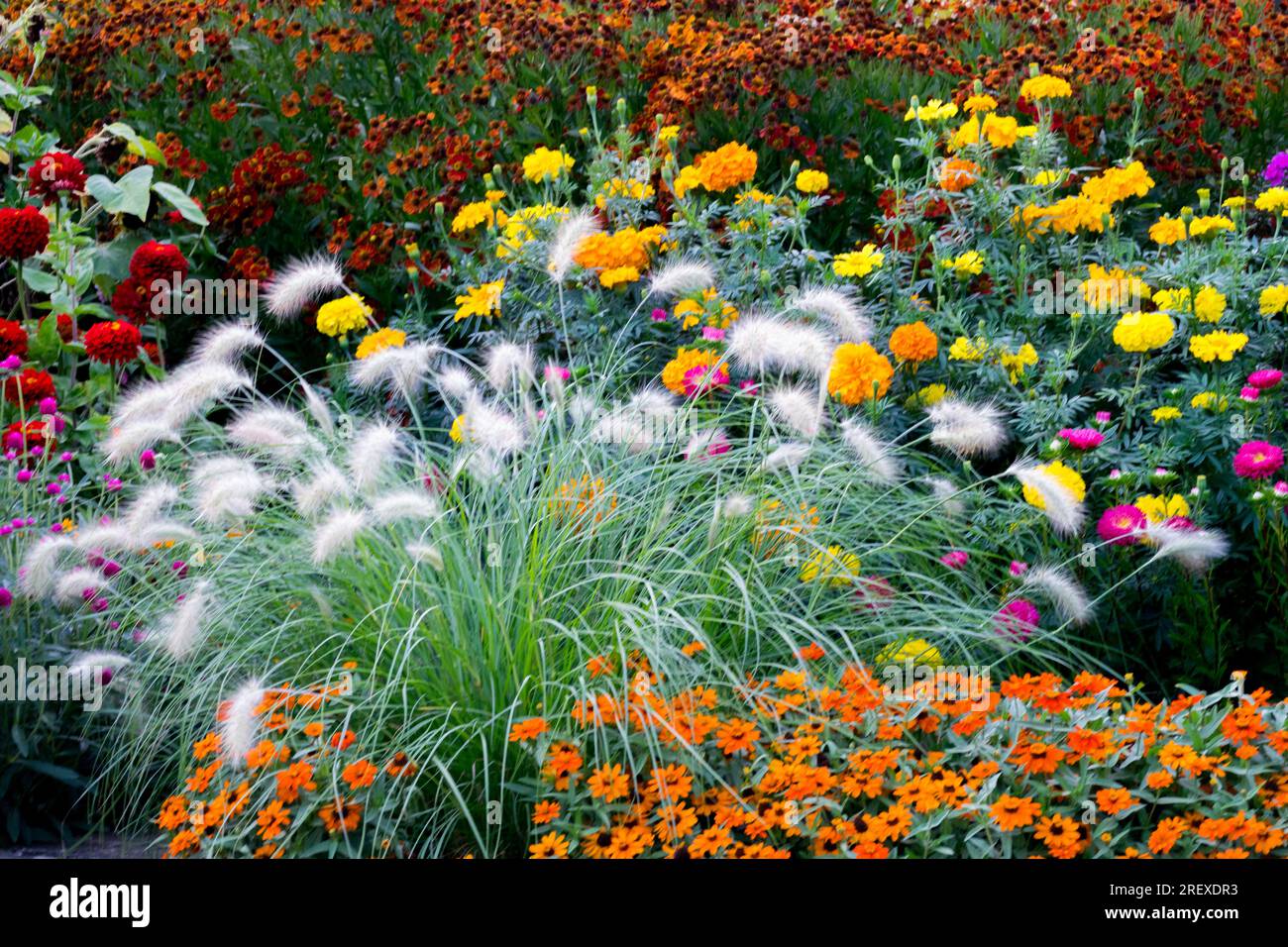 Beautiful flower bed garden plants colourful Pennisetum Zinnias Marigolds Helenium Flowers Border Mixed Pennisetum villosum Fountain Grass Mid Summer Stock Photo