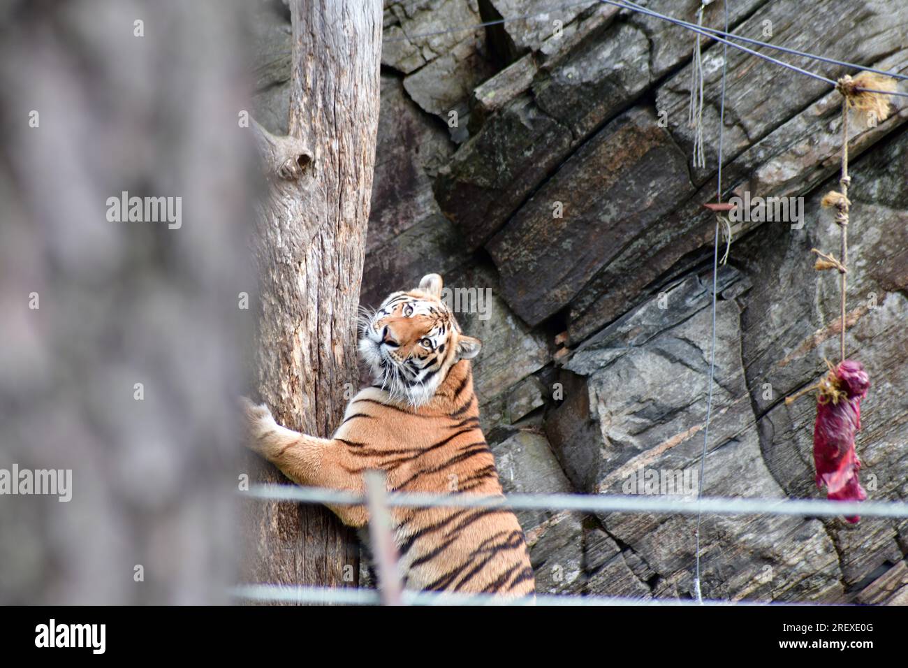 Tiger climbing a tree, waiting for food drop from a string at the zoo in Kristiansand, Norway. Big chunk of horse meat in sight. Stock Photo