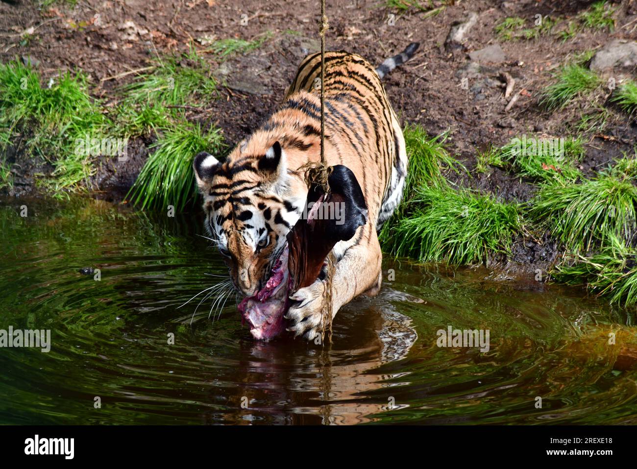 Tiger grabbin horse leg from a string in water pond at the Zoo of Kristiansand, Norway. Stock Photo