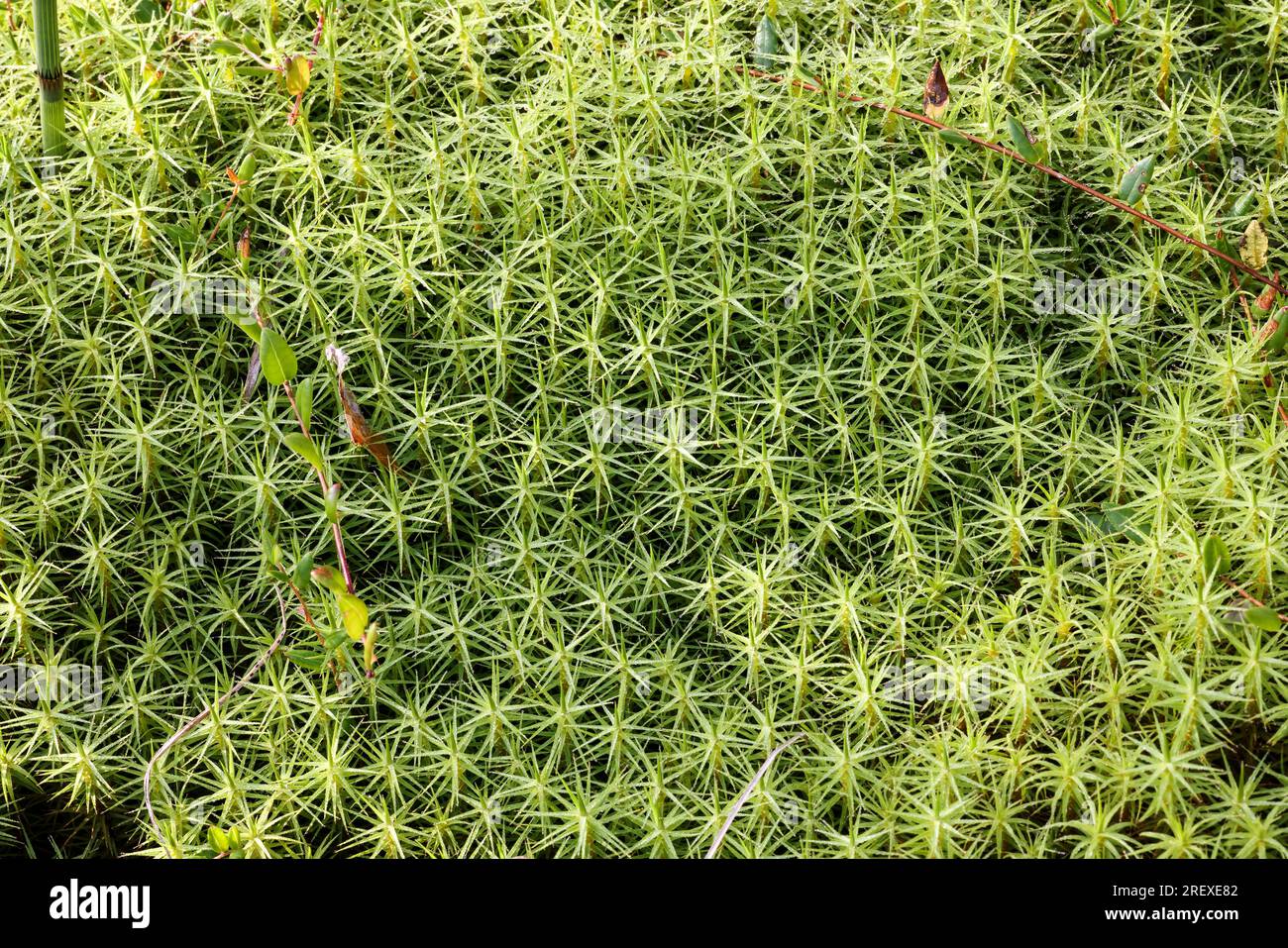 Common hair moss Stock Photo