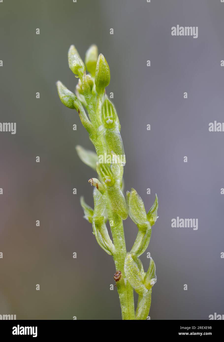 Bog orchid Stock Photo