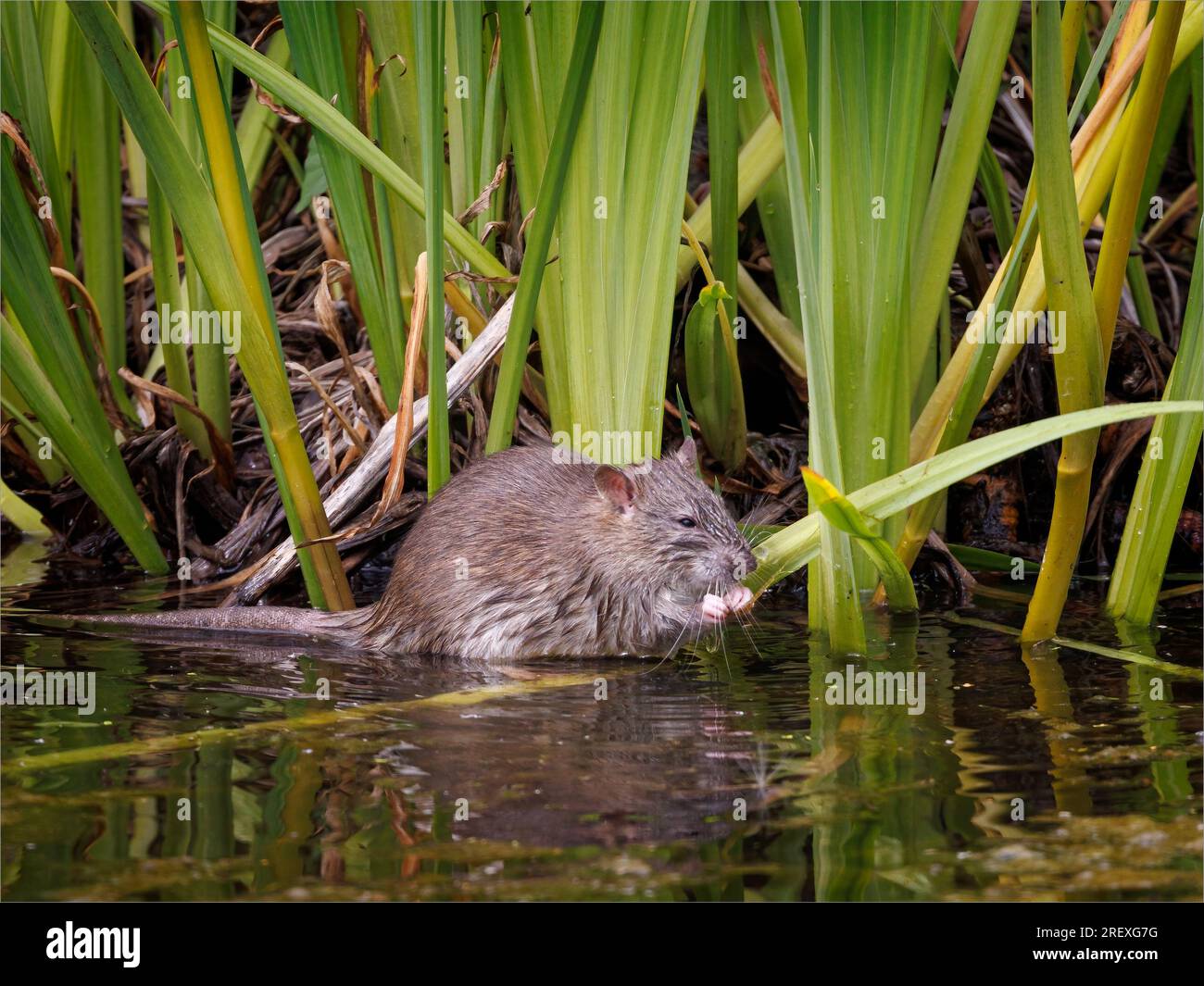 Brown Rat Feeding at Water's Edge Stock Photo