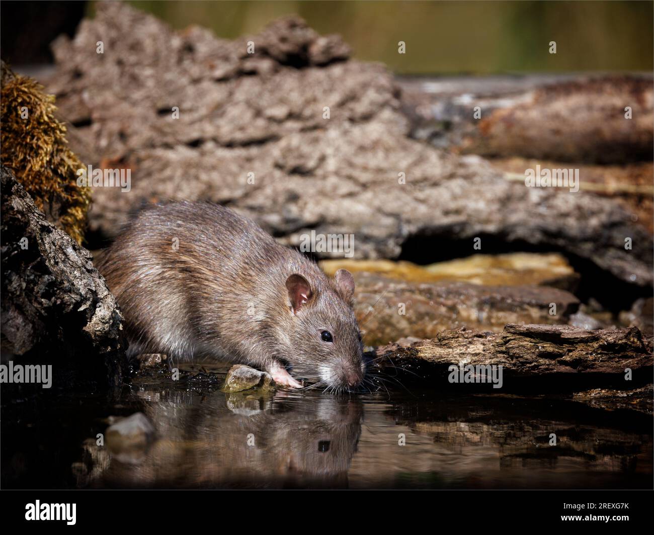 Brown Rat Drinking at Pond's Edge Stock Photo