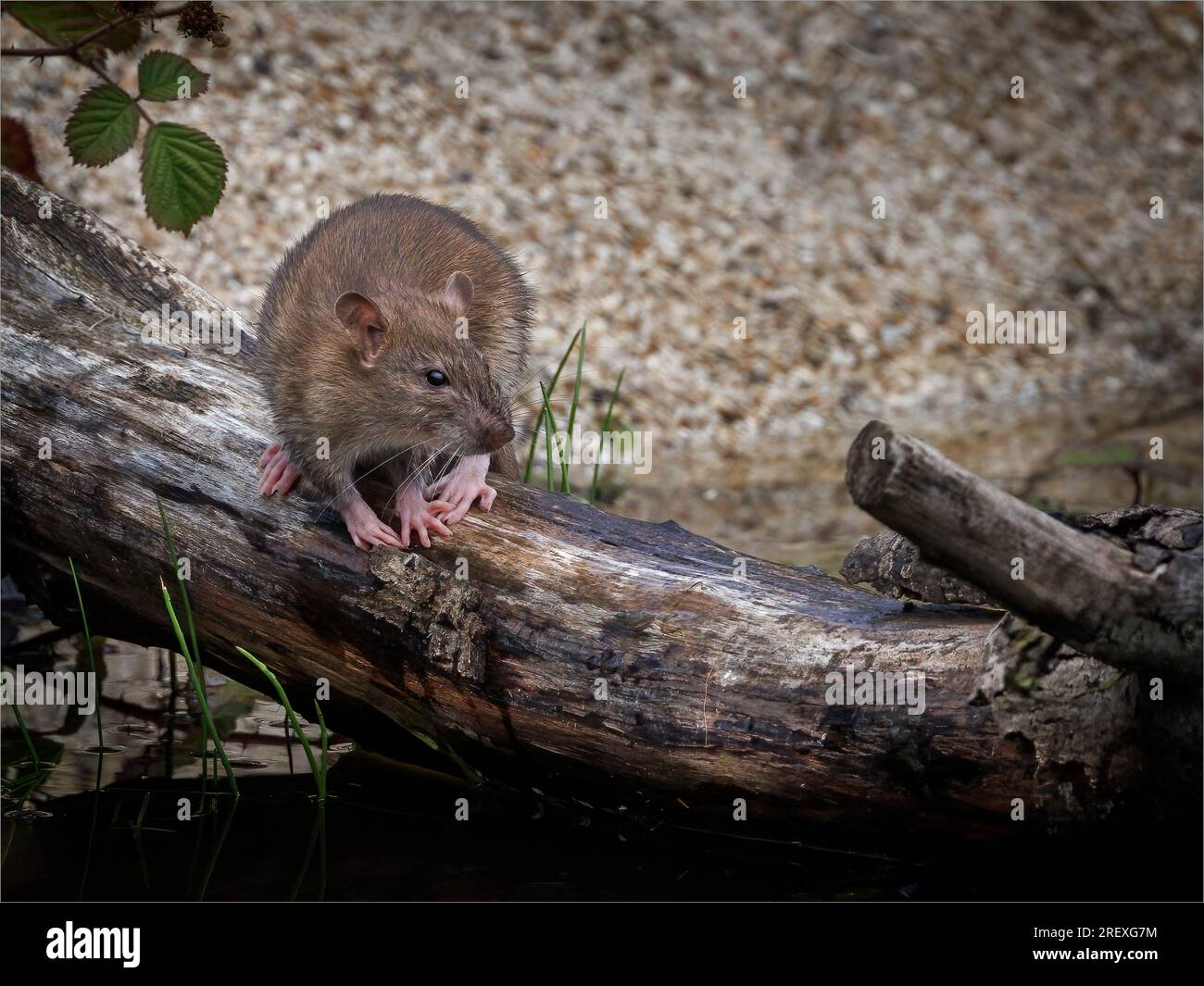 Brown Rat on Log by Pond Stock Photo