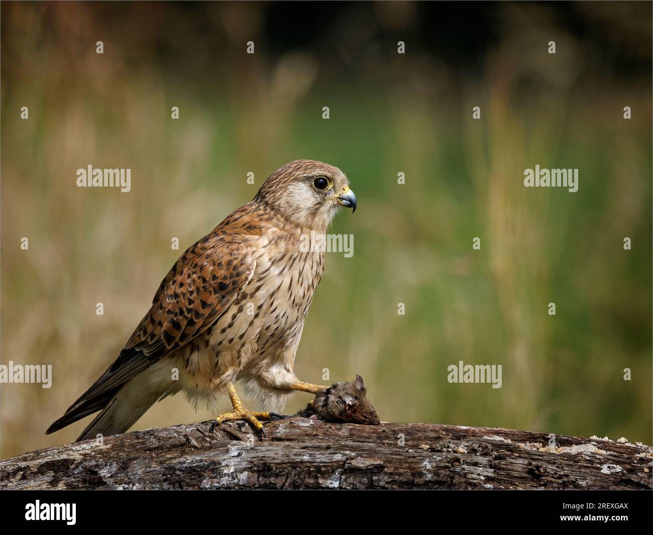 Female Kestrel with Mouse Prey on Log Stock Photo