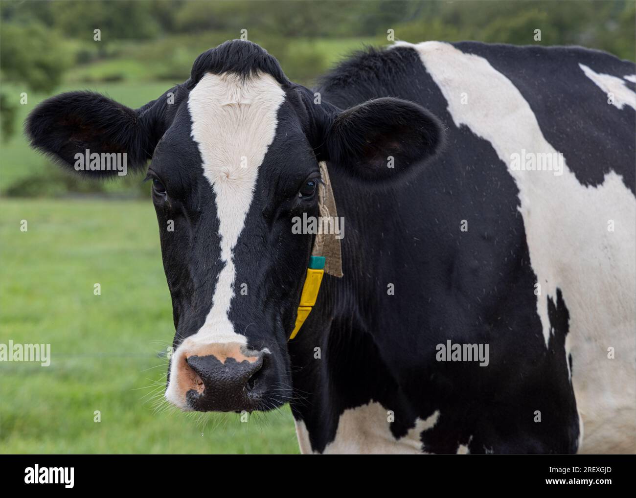 Black and White Cow Face Stock Photo Alamy