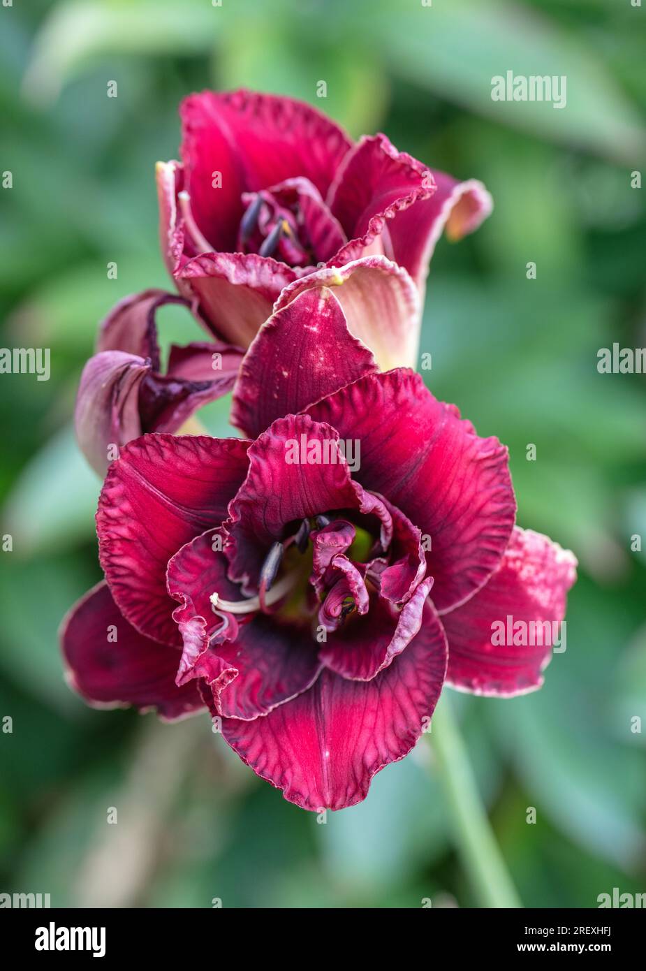 'Stellar Double Rose' Daylily, Daglilja (Hemerocallis) Stock Photo