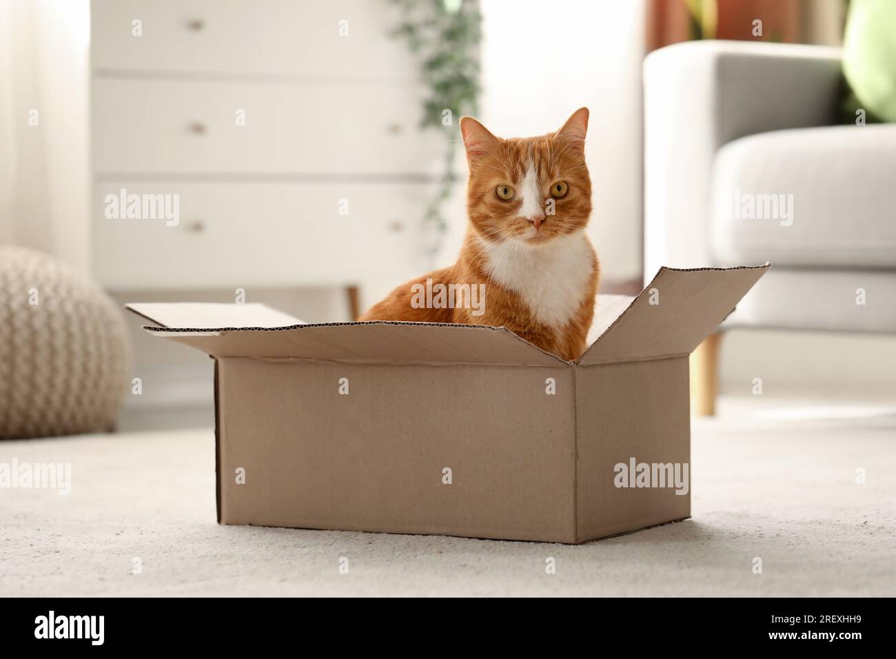 Funny cat in cardboard box at home Stock Photo Alamy