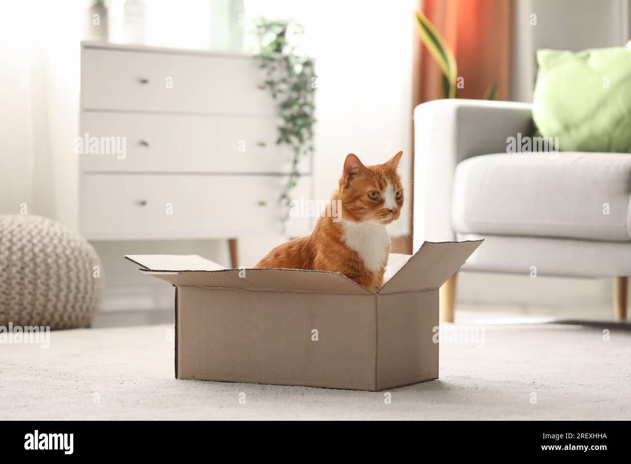 Funny cat in cardboard box at home Stock Photo Alamy