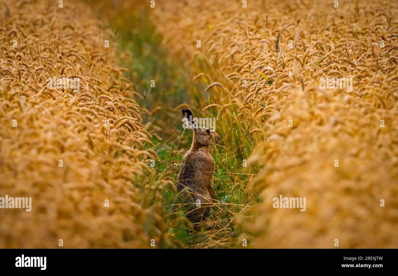 hare, cute rabbit with big ears hiding in the fields Stock Photo