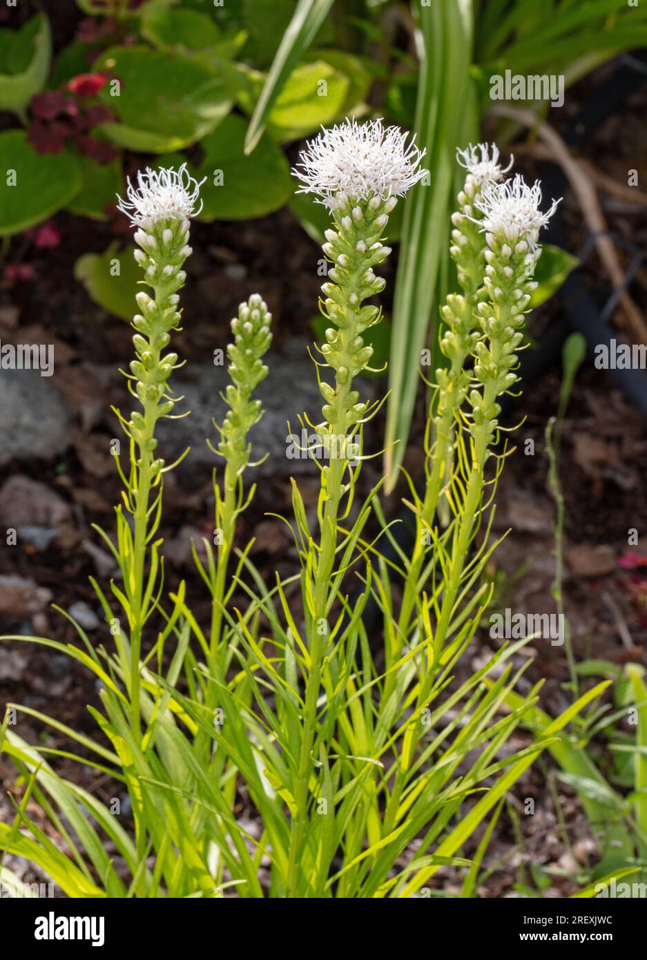 'Alba' Blazing Star Plant, Rosenstav (Liatris spicata) Stock Photo