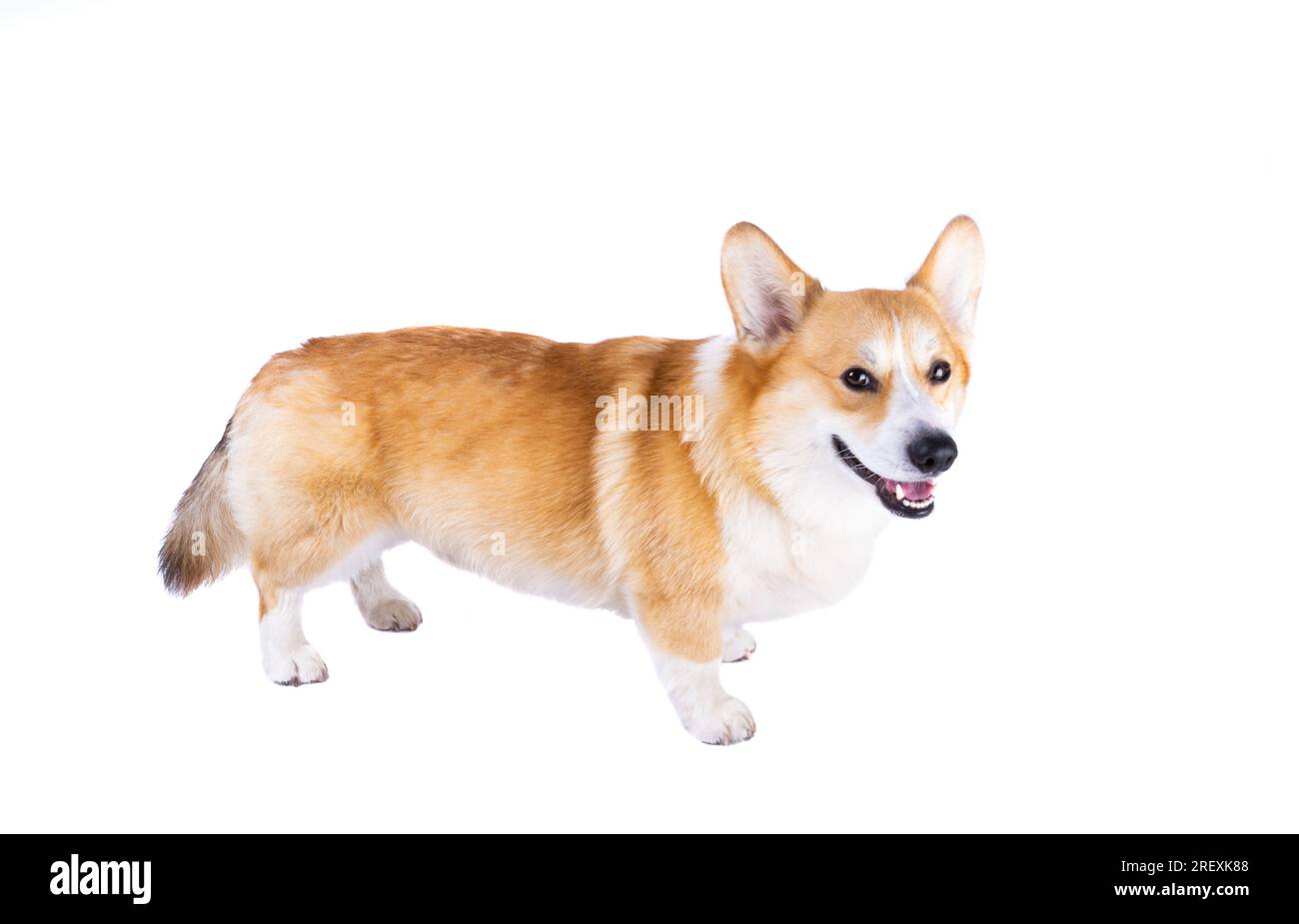 Welsh corgi isolated on white background Stock Photo - Alamy