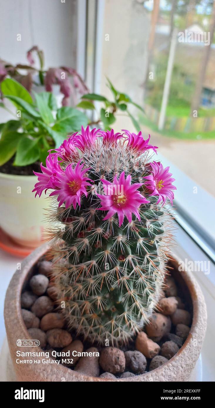 cactus flower flower pot blooming in the ground on the window mammillaria Stock Photo