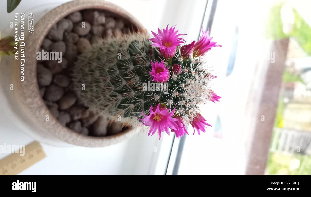 cactus flower flower pot blooming in the ground on the window mammillaria Stock Photo