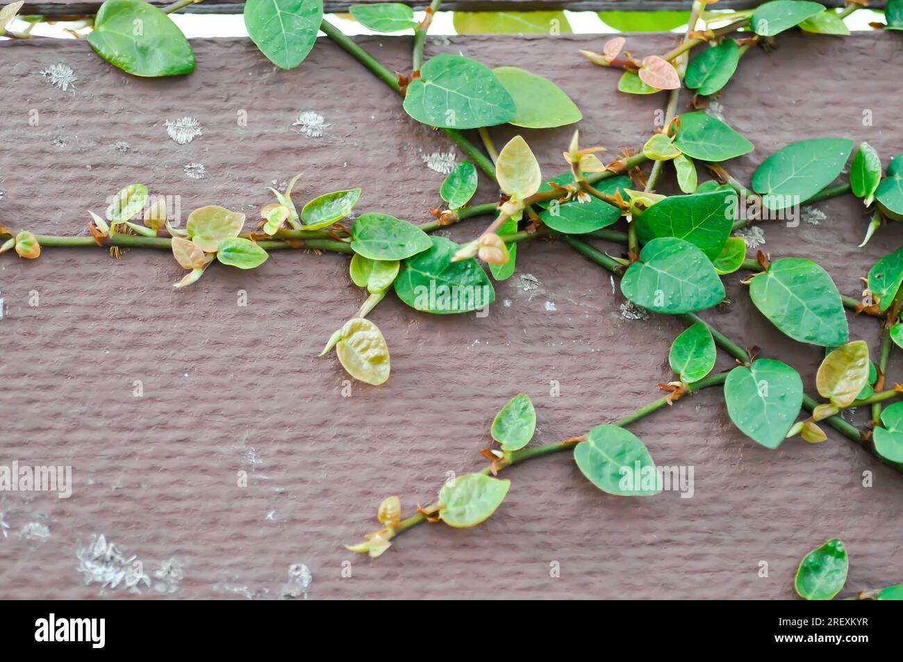 ficus pumila or climbing fig on the wall , yellow leaf Stock Photo - Alamy