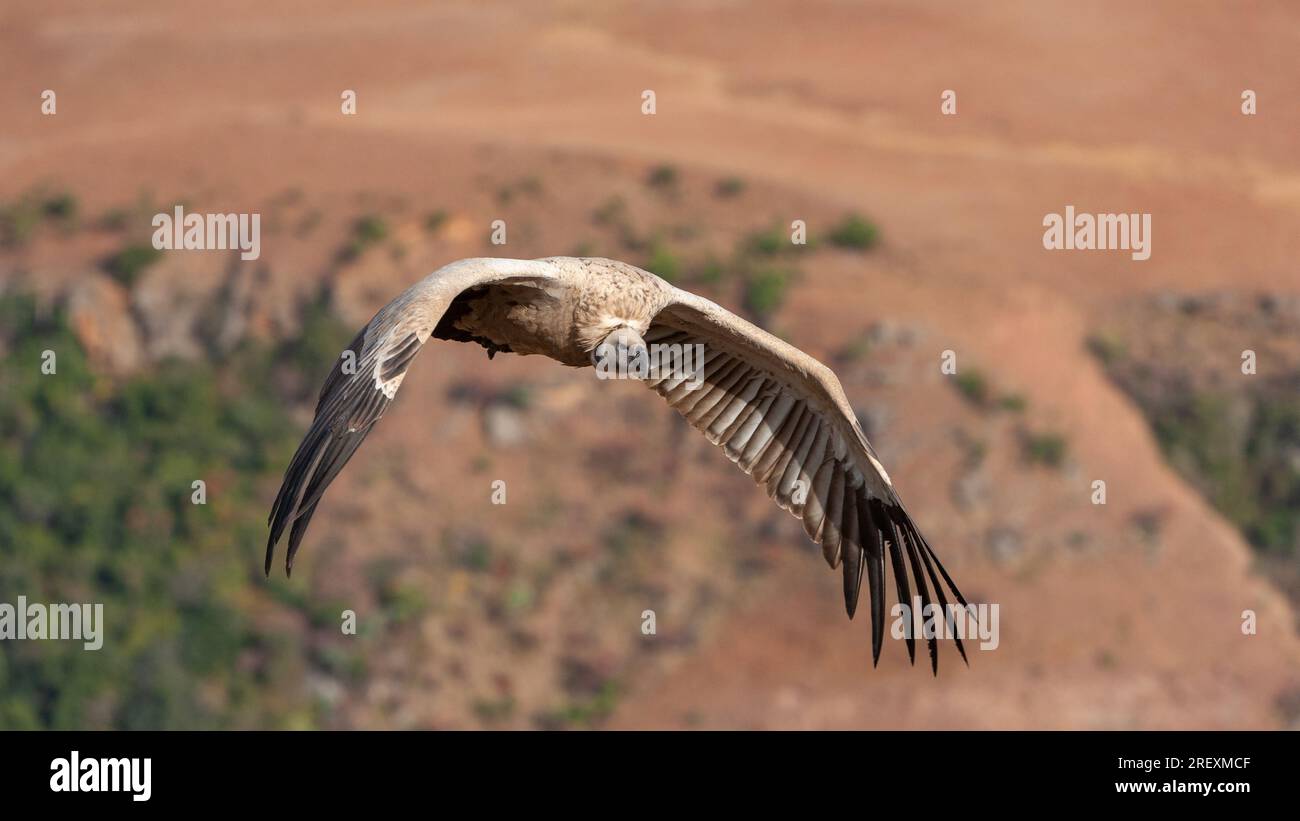 Cape vulture / Cape griffon in the high mountains Stock Photo