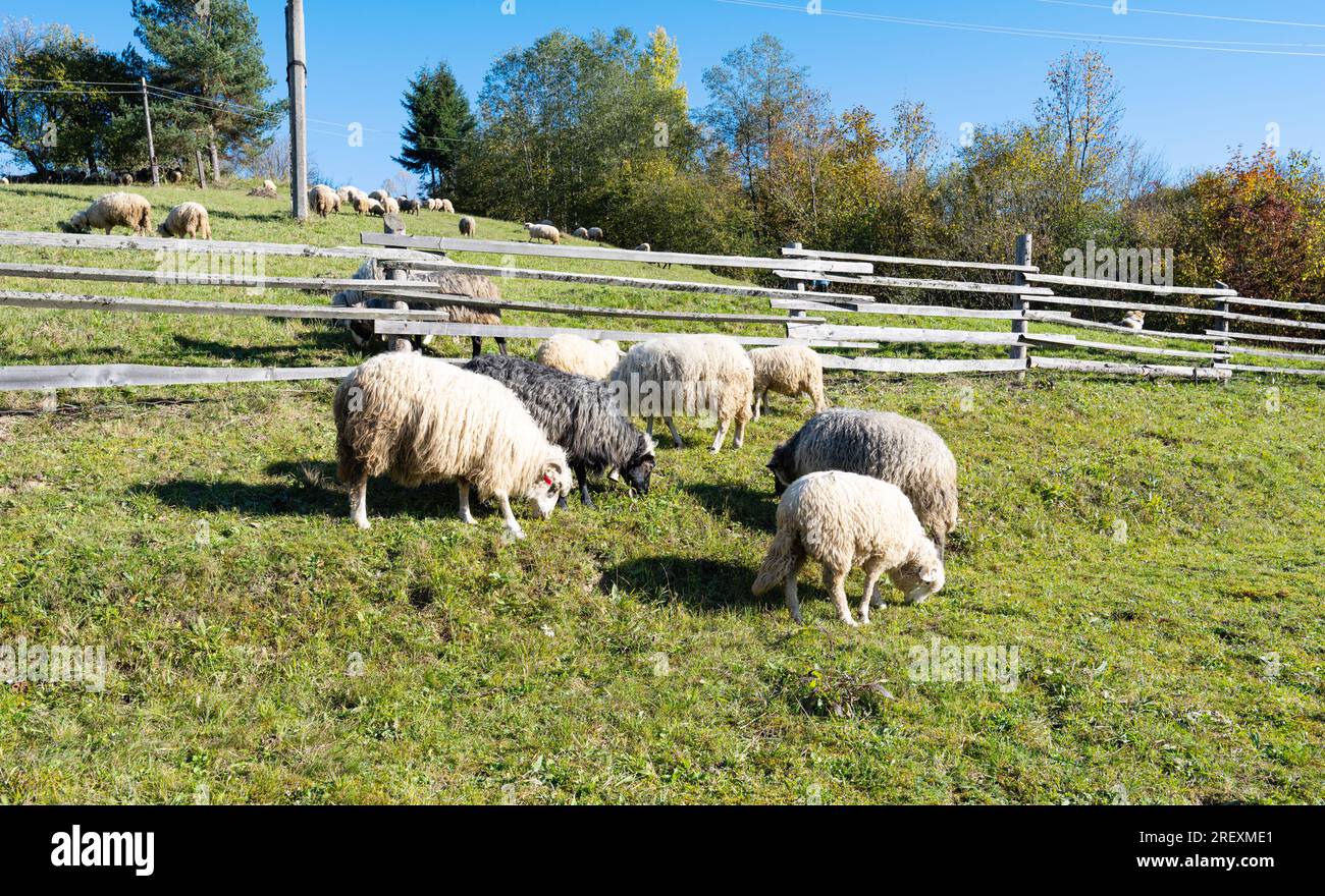 Sheep graze in the meadow Stock Photo - Alamy